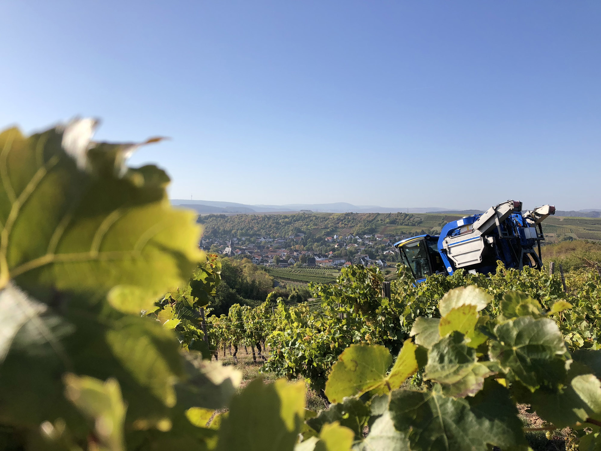 Weine vom Weingut Zehnthof Kruger